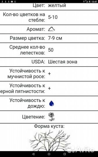 Роза спрэй Каталина