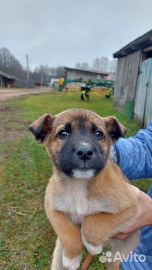 Щенок в добрые руки
