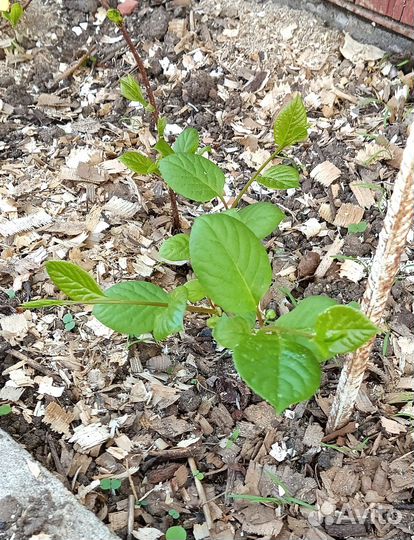 Лимонник китайский саженец