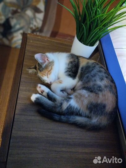 Кошка