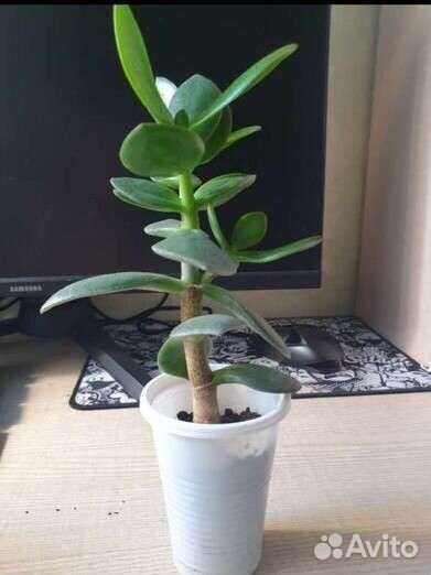 Крассула толстянка (денежное дерево)