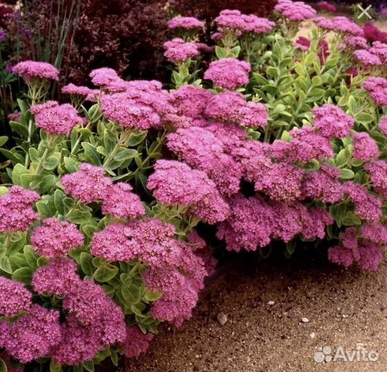 Очиток видный (Sedum spectabile)