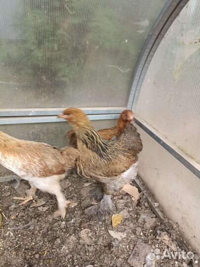 Куры брама куропатчатая