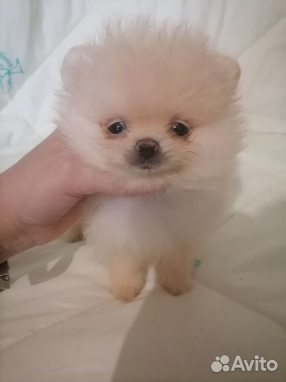 Мини мальчик шпиц