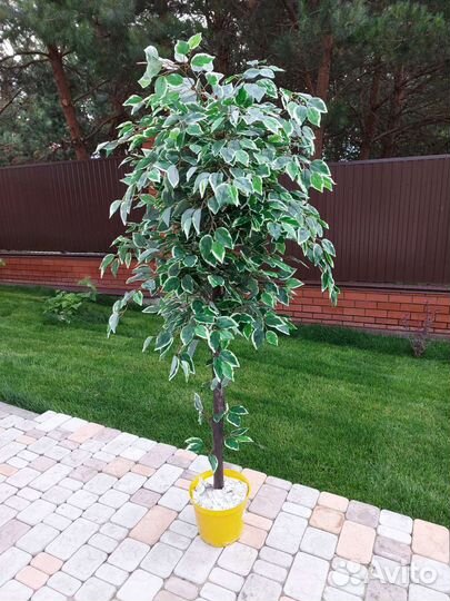 Фикус бенджамина пестролистный