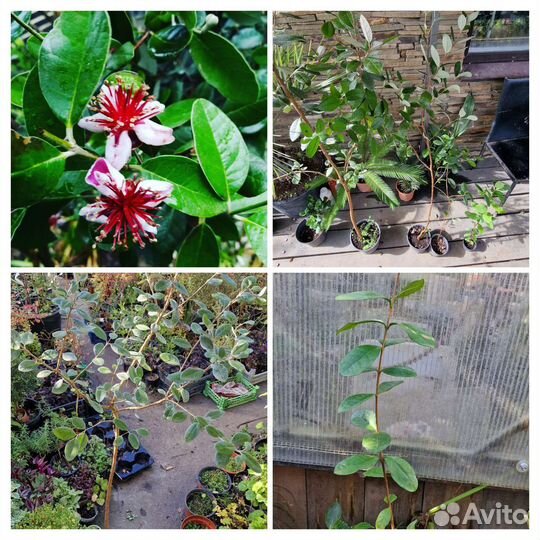 Саженцы фейхоа