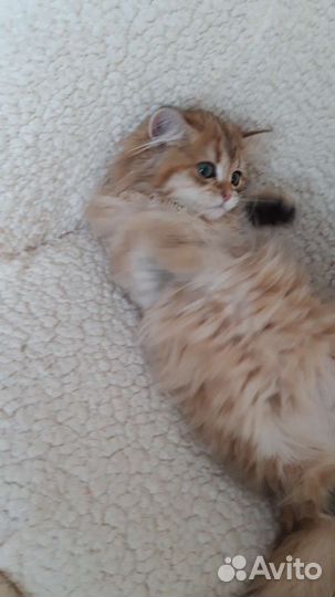 Британские котята
