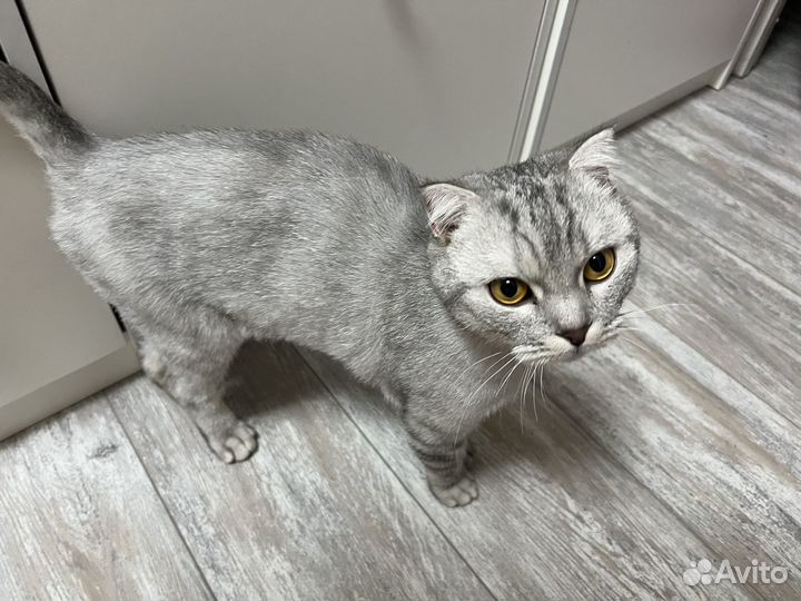 Шотландский кот