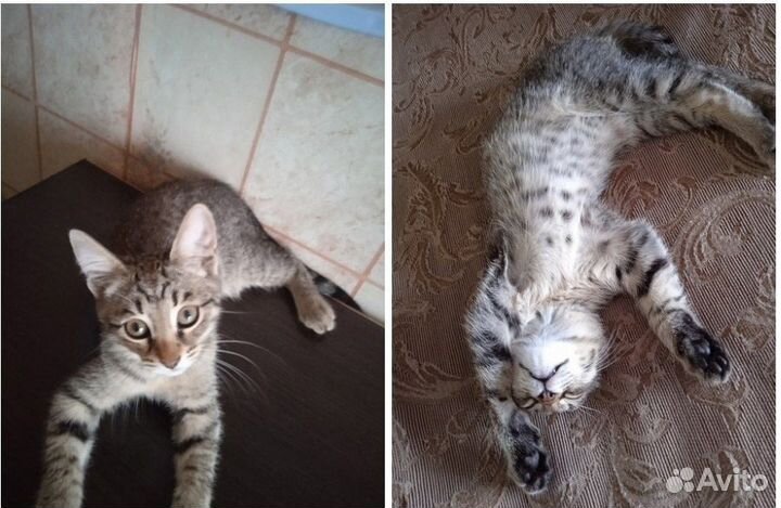 Ищем дом для котика