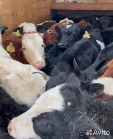 О Бычки абердины сименталы холмогоры