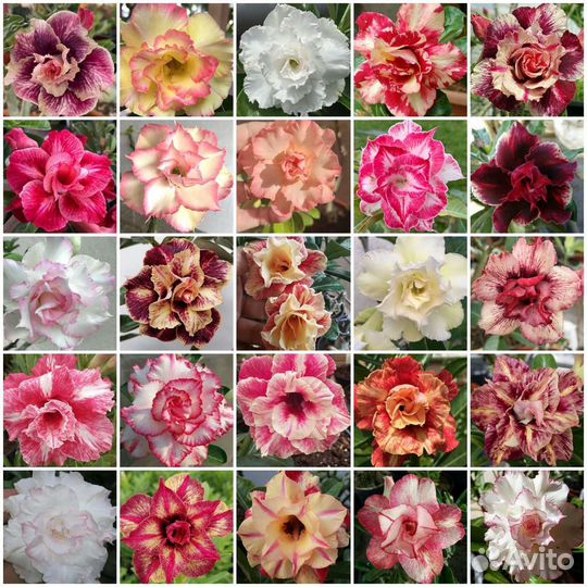 Адениум -семена ручного опыления