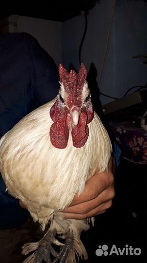 Куры,утки,индюшата,цыплята, инкубационное яицо