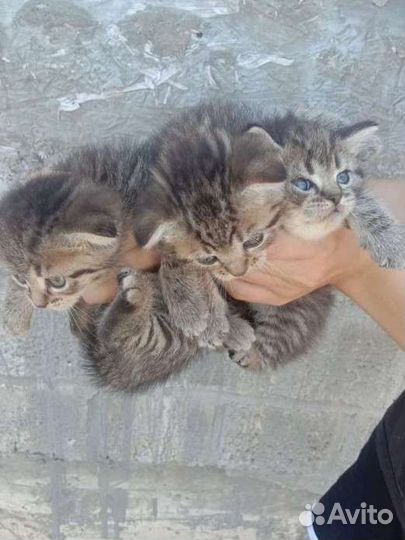 Котята девочки