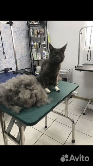 Стрижка животных