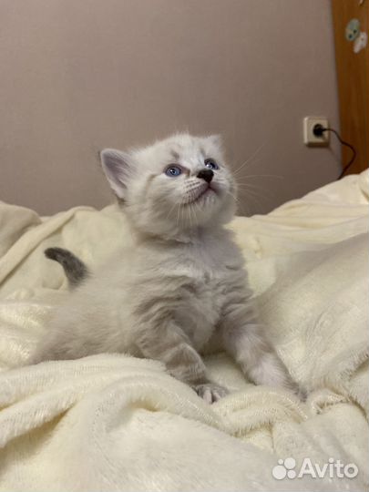 Котенок девочка невская маскарадная