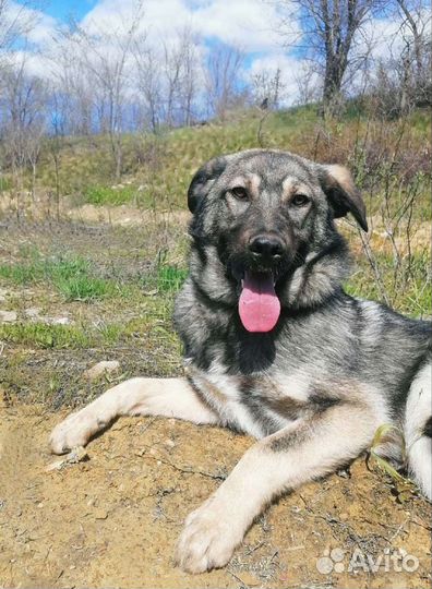 Собака Леон