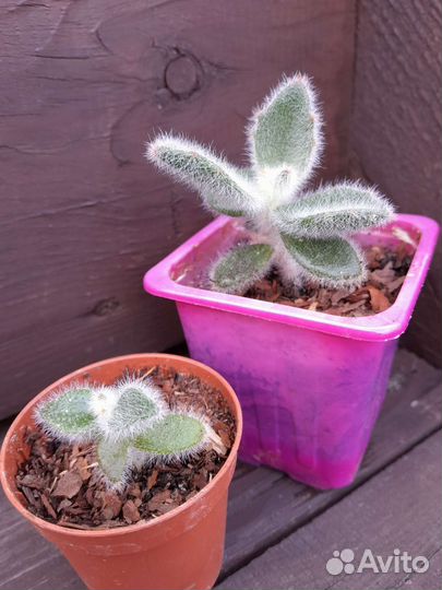 Суккулент каланхоэ войлочное