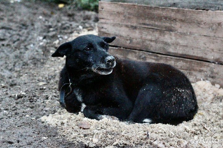 Собака, у которой мало шансов на дом