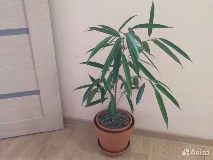 Модное растение в интерьере