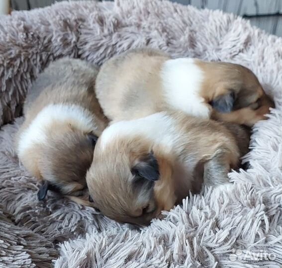 Щенки колли