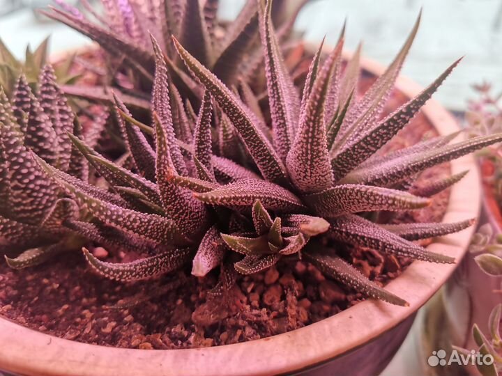 Суккуленты