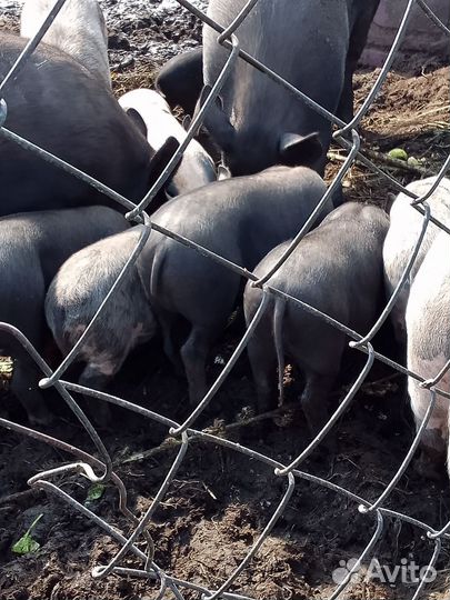 Вьетнамские вислобрюхие поросята