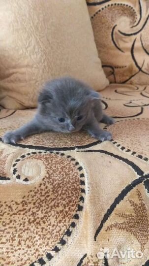 Котятки в добрые руки
