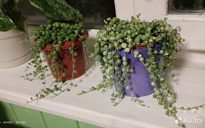 Крестовники