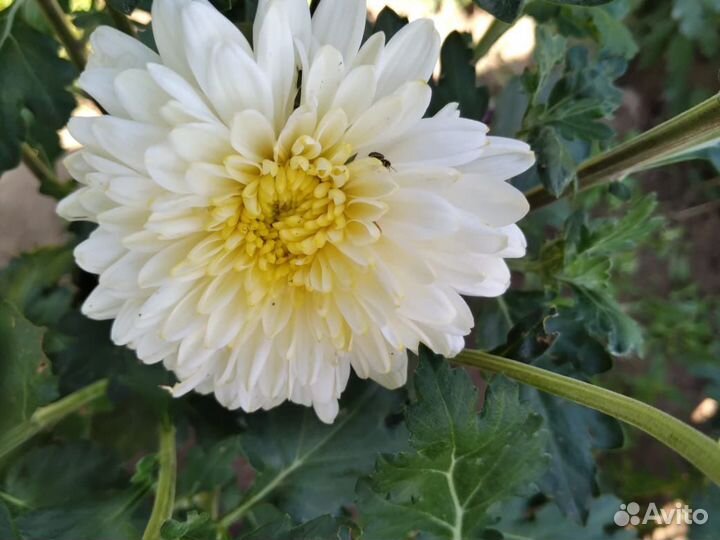 Хризантема многолетняя