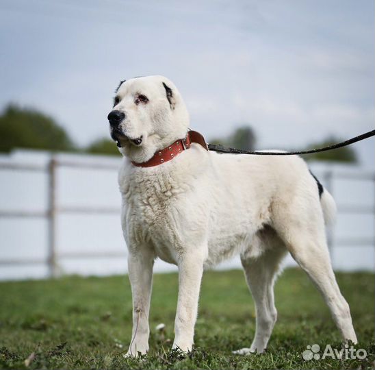 Алабай в дар