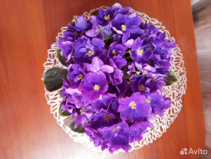 Сортовые фиалка, ав-Секрет