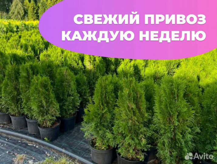 Туя смарагд 1,5 м