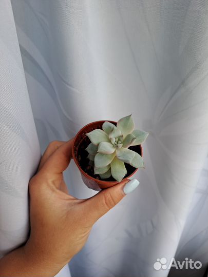 Суккуленты