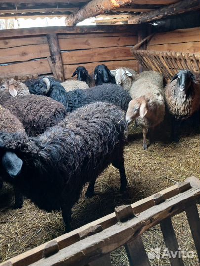 Овцы бараны