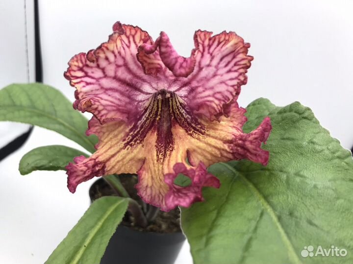 Стрептокарпусы