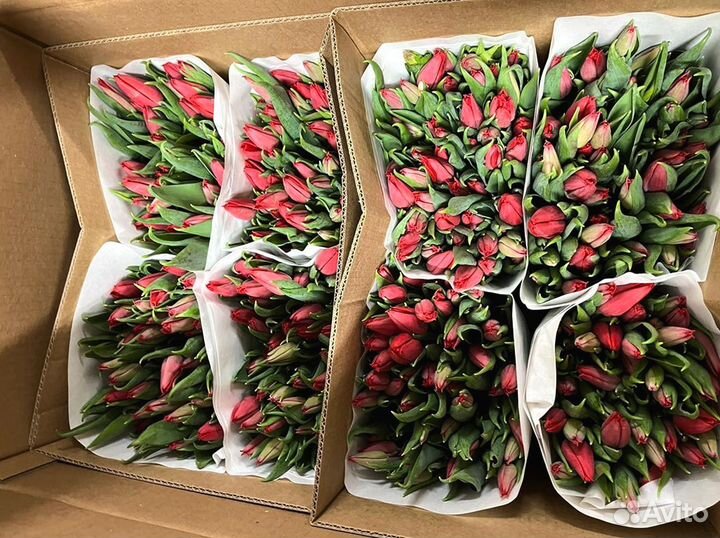Тюльпаны мелкий, крупный опт от 500 шт