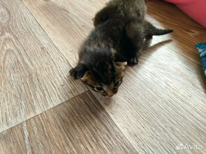 Отдам котят в добрые руки