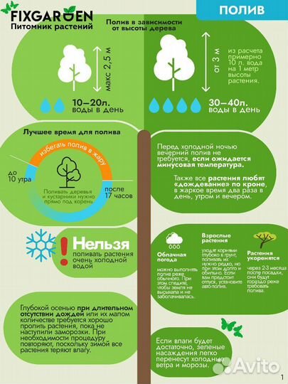 Лещина обыкновенная purpurea Высота от 150см