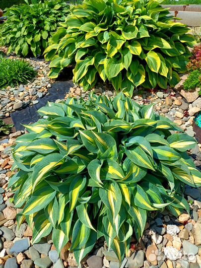 Хоста гибридная Джун (June)