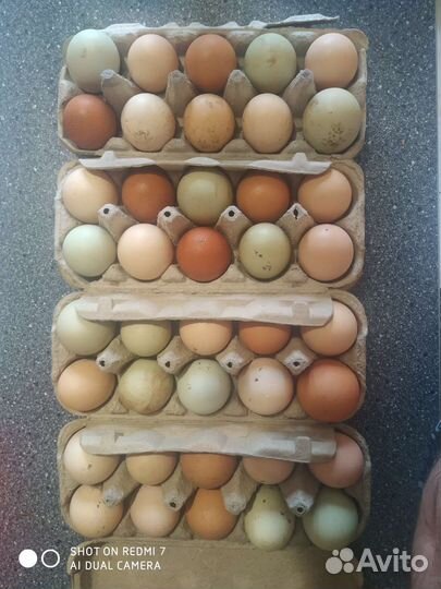 Инкубационное яйцо