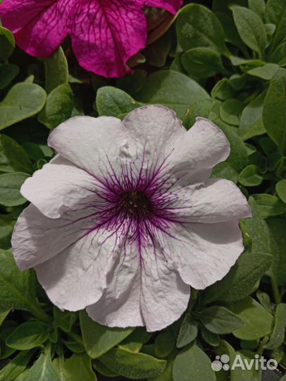 Петуния кустовая крупноцветковая