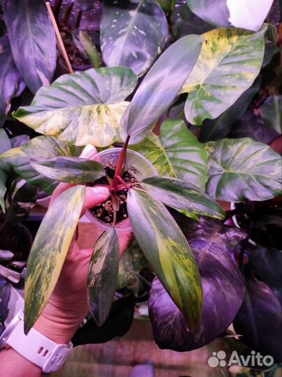 Филодендроны