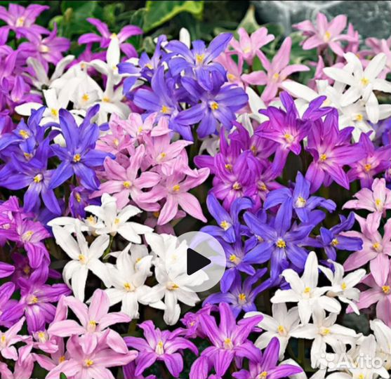 Хионодокса и Пушкиния луковицы