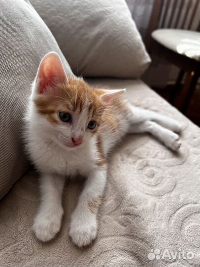 Котенок Рыжик в самые добрые руки