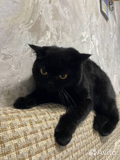 Британская