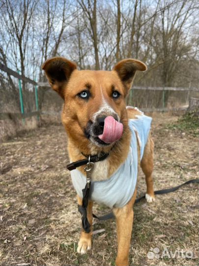 Собачку предали