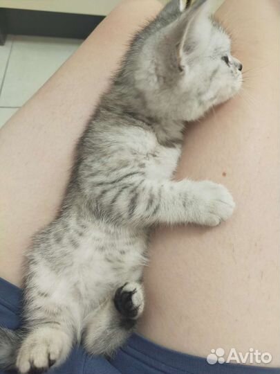 Британский котенок