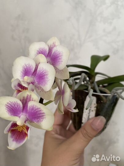 Орхидея spring dancer