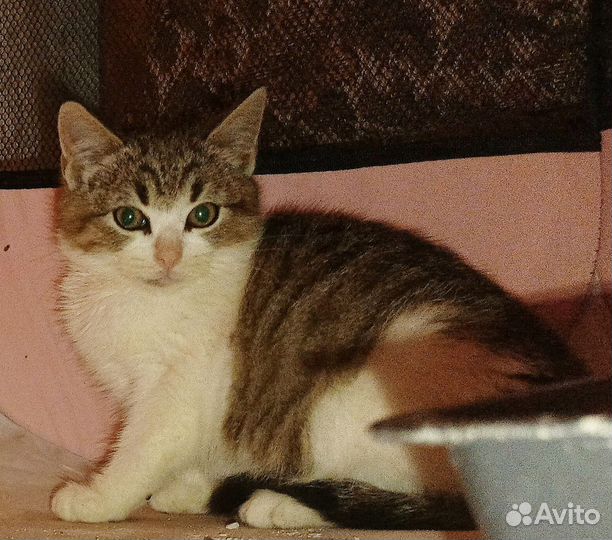 Котёнок