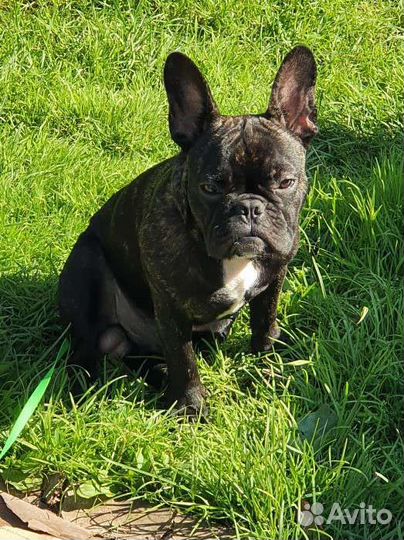 Вязка. (Развязан)